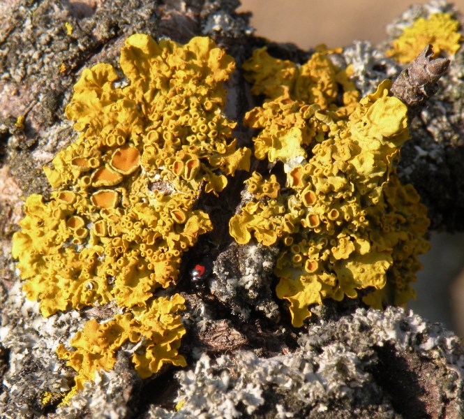 Licheni in un frutteto lomellino - Xanthoria parietina e alt